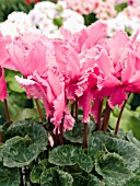 CYCLAMEN PERSICUM DELMA PINK