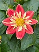 DAHLIA GOLDAHLIA ORANGE