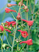 DELPHINIUM NUDICAULE DEROSSO RED