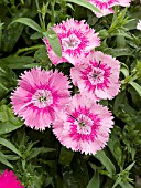 DIANTHUS ELATION PINK BICOLOR