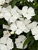 DIANTHUS ELATION WHITE