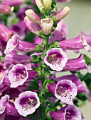 DIGITALIS PURPUREA VIRTUOSO RED