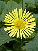 DORONICUM ORIENTALE LEONARDO COMPACT