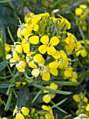 ERYSIMUM HYBRIDUM CANARIES