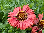 GAILLARDIA ARISTATA SUNBURST BURGUNDY PICOTEE