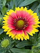 GAILLARDIA ARISTATA SUNBURST SCARLET HALO