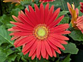 GERBERA JAMESONII JAGUAR RED