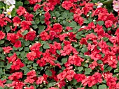 IMPATIENS JAMBALAYA TROPICAL PUNCH