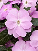 IMPATIENS NEW GUINEA SUPERSONIC LAVENDER