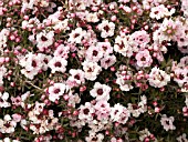 LEPTOSPERMUM SCOPARIUM APPLEBLOSSOM