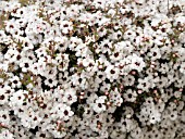 LEPTOSPERMUM SCOPARIUM SNOW WHITE