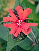 LYCHNIS ARKWRIGHTII LENGAI RED