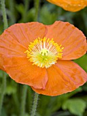 PAPAVER NUDICAULE SPRING FEVER ORANGE