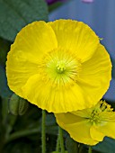 PAPAVER NUDICAULE SPRING FEVER YELLOW