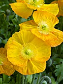 PAPAVER NUDICAULE