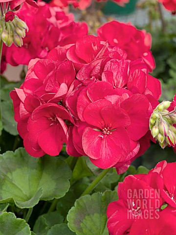 PELARGONIUM_x_HORTORUM_AMERICANA_CRANBERRY_RED