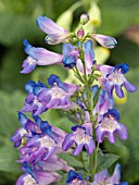 PENSTEMON BARBATUS PINACOLADA BLUE