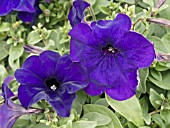 PETUNIA PLUSH BLUE