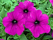 PETUNIA PLUSH DEEP PURPLE