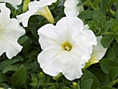 PETUNIA PLUSH WHITE