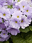 PRIMULA OBCONICA EMBRACE LIGHT BLUE