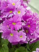 PRIMULA OBCONICA EMBRACE LILAC