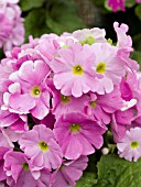 PRIMULA OBCONICA EMBRACE PINK