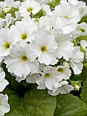 PRIMULA OBCONICA EMBRACE WHITE