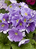 PRIMULA OBCONICA GRACE DEEP BLUE