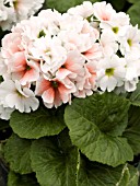 PRIMULA OBCONICA GRACE ORANGE BICOLOR