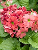 PRIMULA OBCONICA GRACE SCARLET