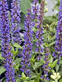 SALVIA X SUPERBA MERLEAU BLUE