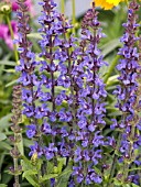 SALVIA x SUPERBA MERLEAU BLUE