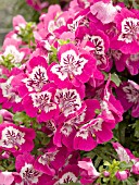 SCHIZANTHUS TREASURE TROVE DEEP ROSE BICOLOR