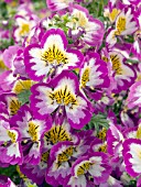 SCHIZANTHUS TREASURE TROVE LILAC BICOLOR