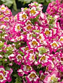 SCHIZANTHUS TREASURE TROVE ROSE BICOLOR