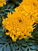 TAGETES ERECTA LUNACY ORANGE