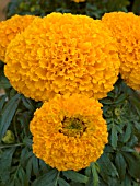 TAGETES ERECTA MOONSTRUCK ORANGE