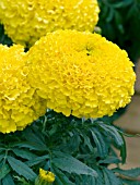 TAGETES ERECTA MOONSTRUCK YELLOW