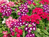 VERBENA CANADENSIS MIX