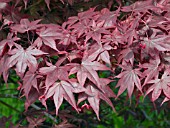 ACER PALMATUM BLOODGOOD LEAVES