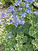 AQUILEGIA FLABELLATA PUMILA SILVER EDGE