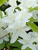 AZALEA CASCADE