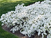 AZALEA CASCADE