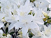 AZALEA CASCADE