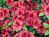 AZALEA GIRARDS HOT SHOT