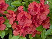 AZALEA GIRARDS HOT SHOT