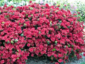 AZALEA HINO CRIMSON