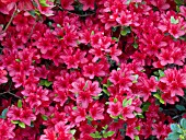 AZALEA HINO CRIMSON