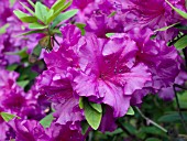 AZALEA PURPLE PRIDE